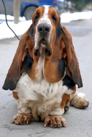 Bassethoundpuppies